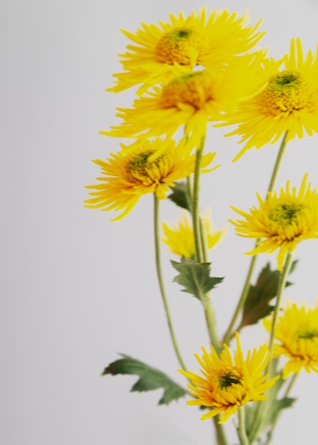 Vue de fleurs floues naturelles