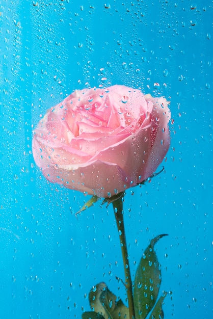 Vue des fleurs roses derrière le verre condensé