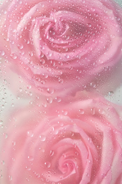 Photo gratuite vue des fleurs roses derrière le verre condensé