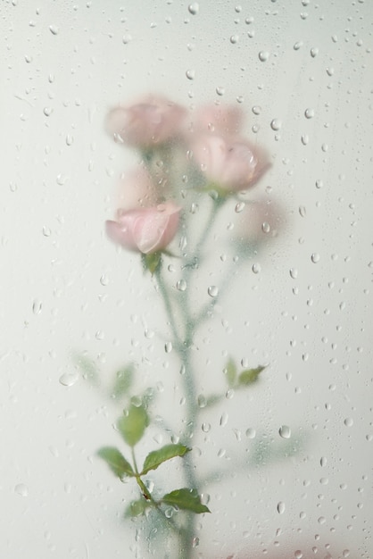 Vue des fleurs roses derrière le verre condensé