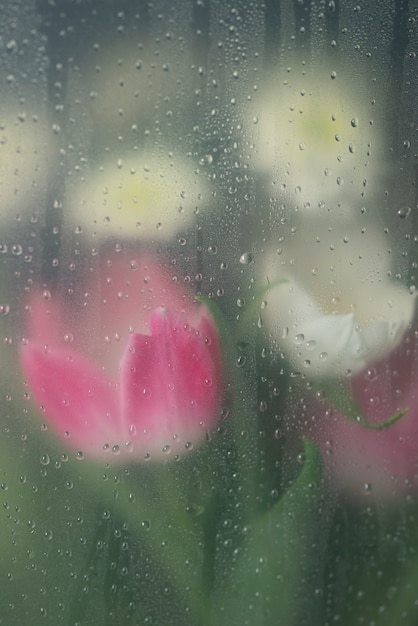 Vue des fleurs de tulipe derrière le verre condensé