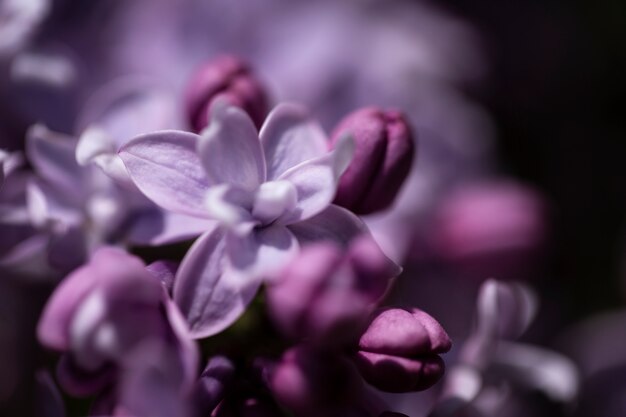 Vue floue des fleurs dans la nature