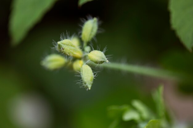 Vue floue des fleurs dans la nature