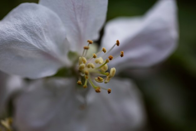 Vue floue de fleurs naturelles