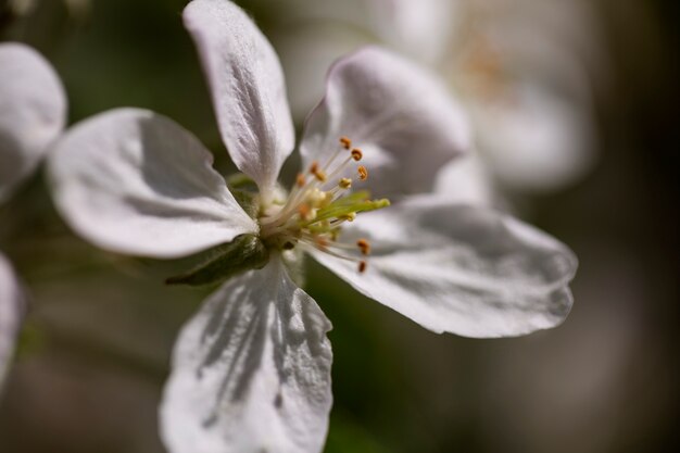 Vue floue de fleurs naturelles