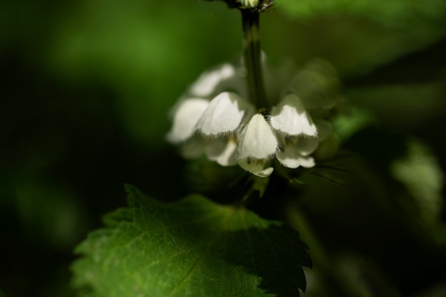 Vue floue de fleurs naturelles