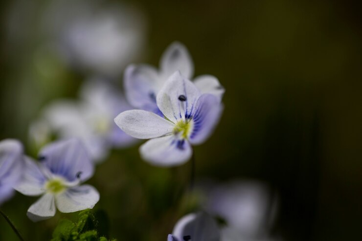 Photo gratuit vue floue des fleurs naturelles