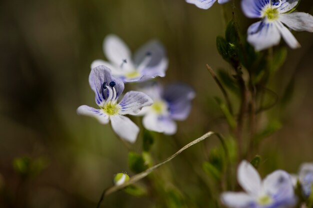 Vue floue de fleurs naturelles