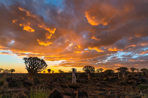 Vue de la forêt d'arbres carquois avec beau ciel coucher de soleil crépuscule scène du ciel à Keetmanshoop, Namibie