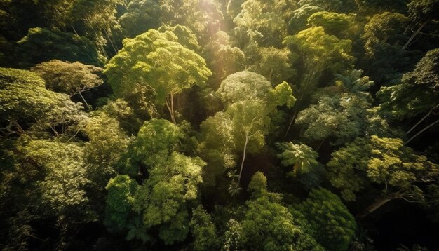 Une vue de la forêt d'en haut