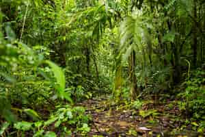 Photo gratuite vue de la forêt tropicale luxuriante verte au costa rica