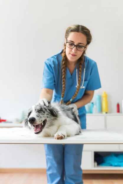 Vue frontale, de, femme, vétérinaire, examiner, chien, sur, table