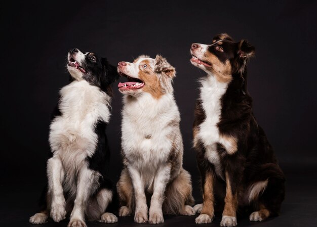 Vue frontale, mignon, chiens, séance