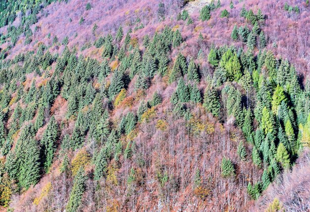 Vue grand angle d'arbres verts et de plantes violettes poussant dans les collines