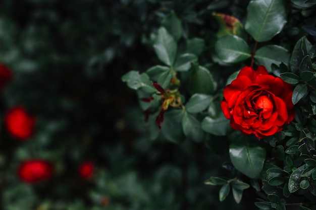 Vue grand angle de la belle fleur de roseau avec des feuilles vertes