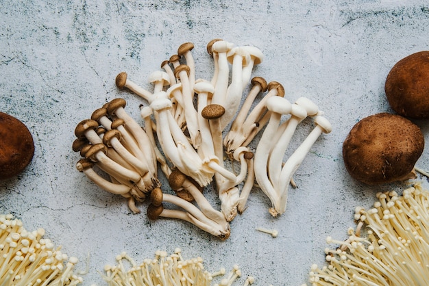 Vue grand angle de champignons sur le sol