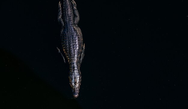 Vue grand angle d'un crocodile américain nageant dans un lac sous la lumière du soleil