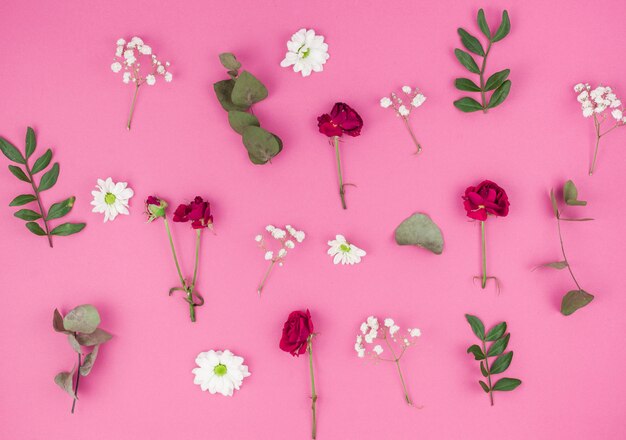 Vue grand angle de la rose rouge; fleurs de marguerites blanches; souffle de bébé et feuilles sur fond rose