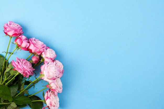 Vue grand angle de roses roses sur fond bleu