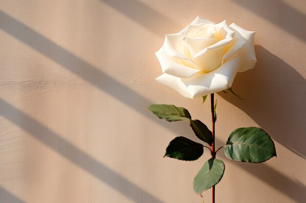 Vue de haut une belle rose