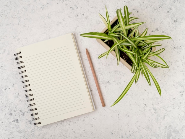 Vue de haut plante vivante avec bloc-notes