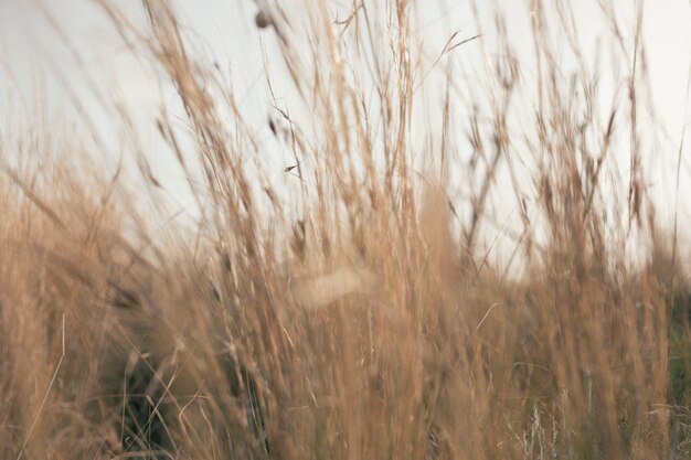 Vue de hautes herbes