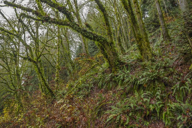 Vue imprenable sur les arbres couverts de mousse et les plantes de fougères au milieu d'une forêt tropicale