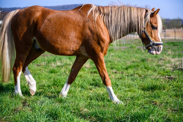 Vue imprenable sur un beau cheval brun marchant sur l'herbe
