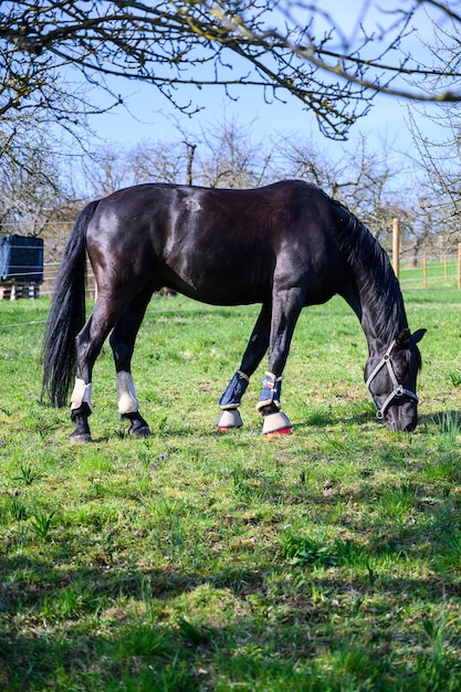 Vue imprenable sur un beau cheval noir mangeant une herbe