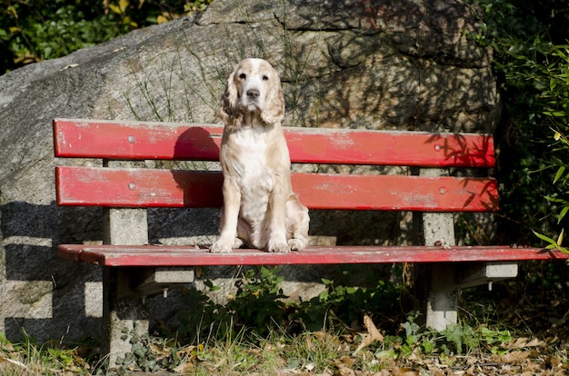 Photo gratuite vue imprenable sur un chiot assis calme sur un banc rouge