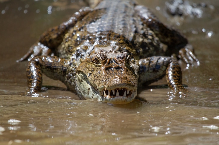 Photo gratuit vue imprenable sur un gros alligator affamé sortant d'une eau