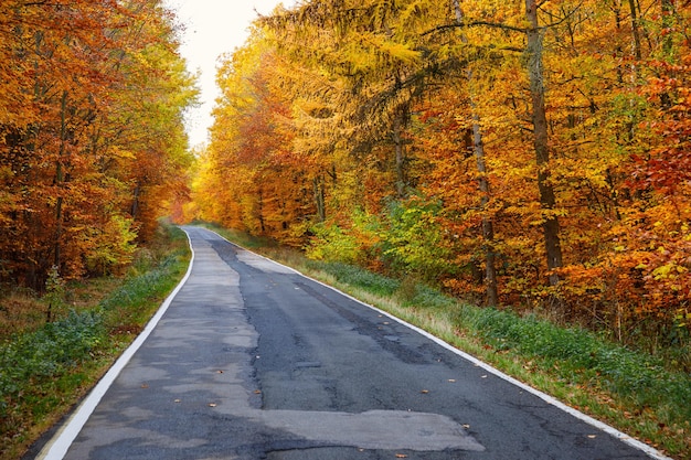 Vue imprenable sur le lever du soleil tôt le matin dans les bois avec de belles couleurs d'automne