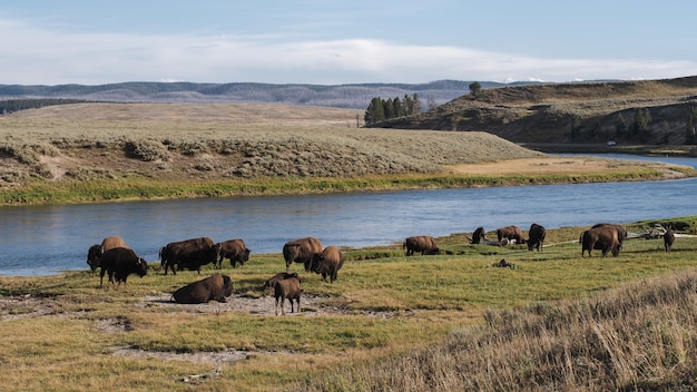 Photo gratuite vue imprenable sur le parc national de grand teton jenny usa