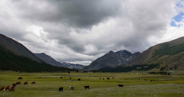 Vue imprenable sur une vallée et une prairie avec des animaux autour de la place par temps nuageux