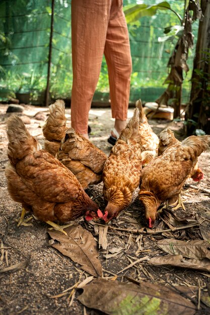 Vue latérale adulte nourrissant les poulets