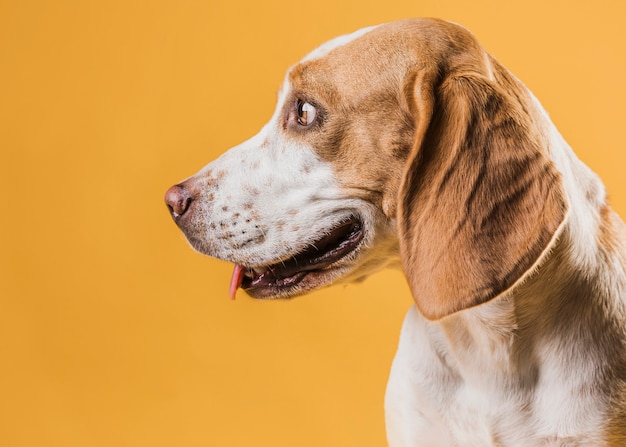 Vue latérale belle tête de chien