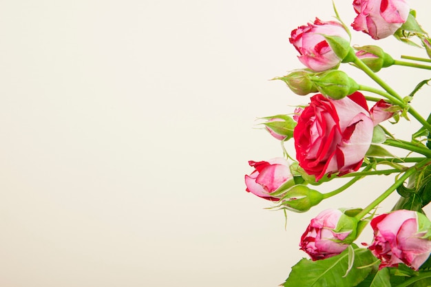 Vue latérale d'un bouquet de fleurs roses colorées avec des boutons de rose sur fond blanc avec copie espace