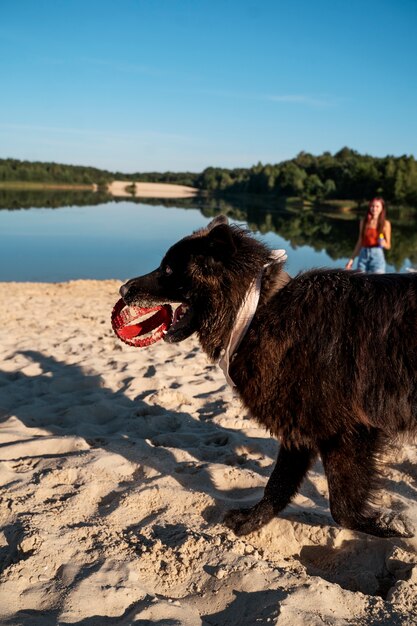 Photo gratuite vue latérale chien mignon jouant avec un jouet