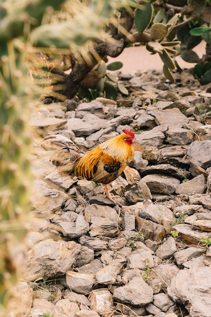 Vue latérale d&#39;un coq sur rocher