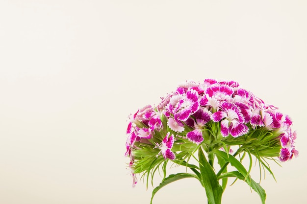 Vue latérale de la couleur pourpre Sweet William ou fleur d'oeillet turc isolé sur fond blanc avec copie espace