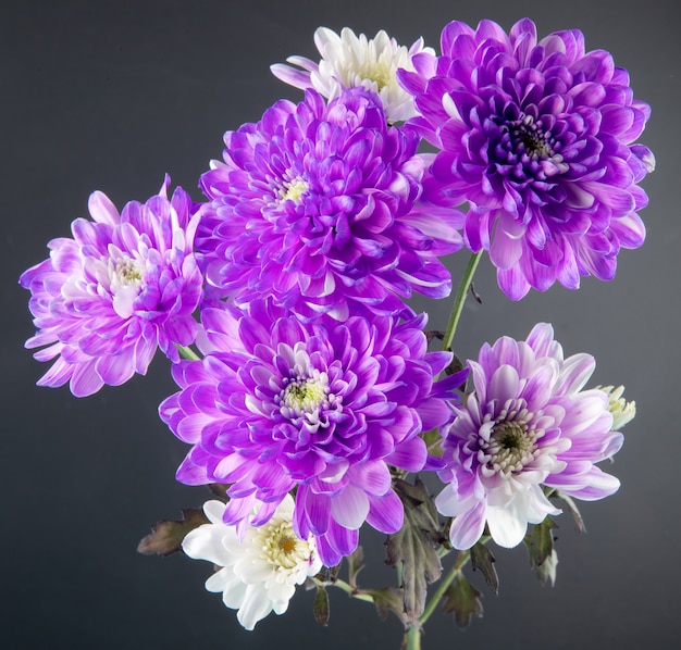 Vue latérale du bouquet de fleurs de chrysanthème de couleur violette et blanche isolé sur fond noir