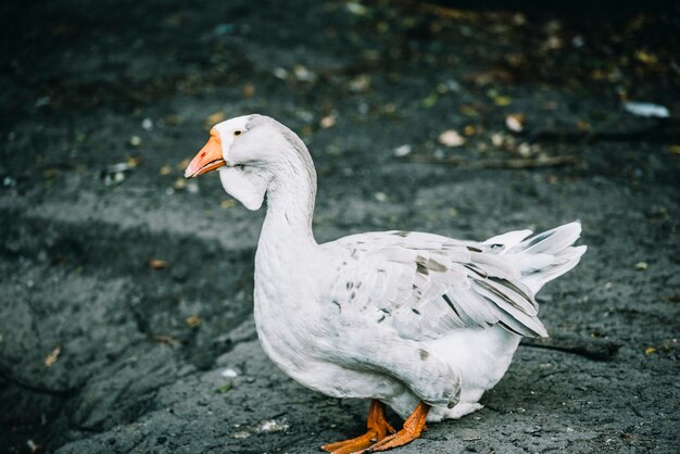 Vue latérale du canard à la ferme