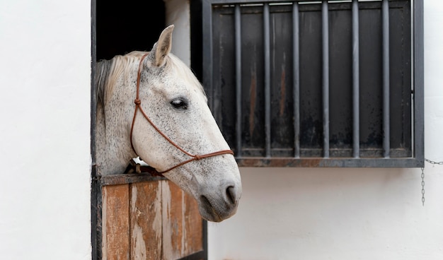 Vue latérale du cheval dans une écurie de ferme