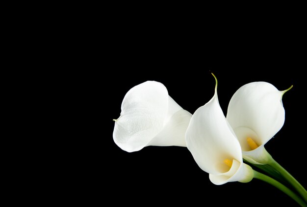 Vue latérale du lis calla blanc isolé sur fond noir avec copie espace