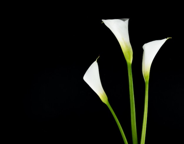 Vue latérale du lis calla blanc isolé sur fond noir avec copie espace