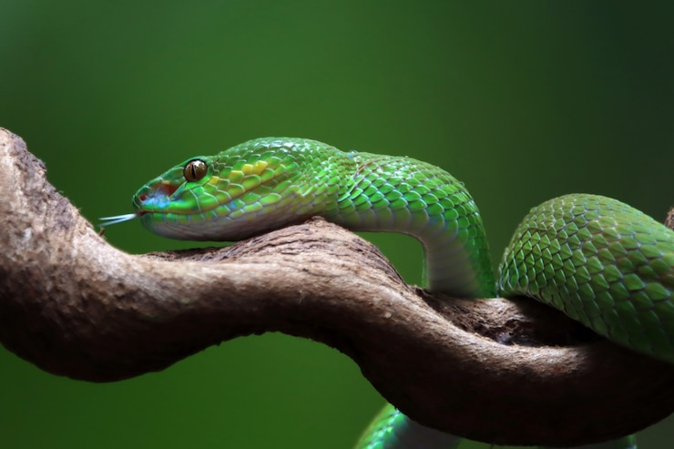Photo gratuit vue latérale du serpent albolaire vert animal en gros plan tête du serpent vipère vert en gros plan