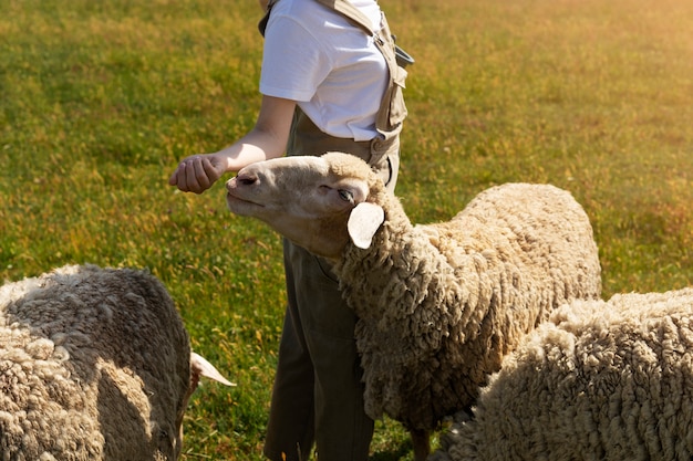 Vue latérale femme berger nourrir les moutons