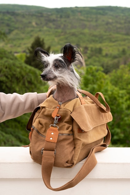 Vue latérale femme portant un chien dans un sac