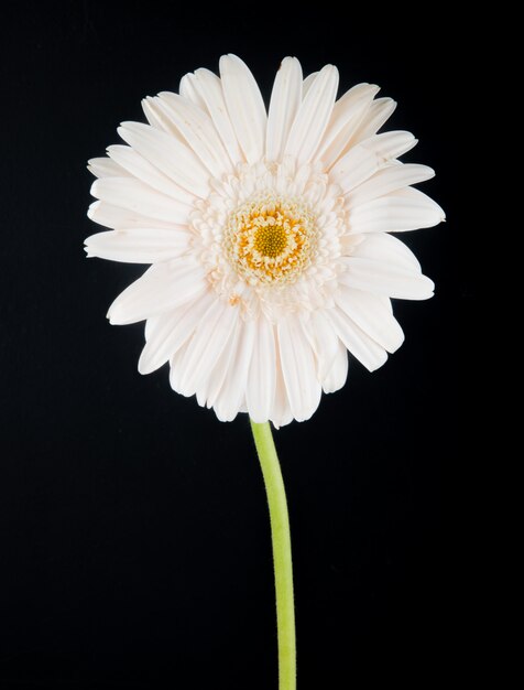 Vue latérale d'une fleur de gerbera de couleur blanche isolée sur fond noir