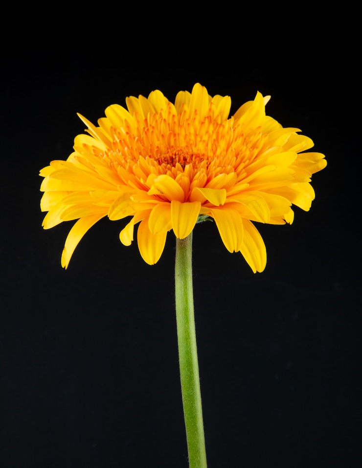 Photo gratuit vue latérale d'une fleur de gerbera de couleur jaune isolée sur un fond noir